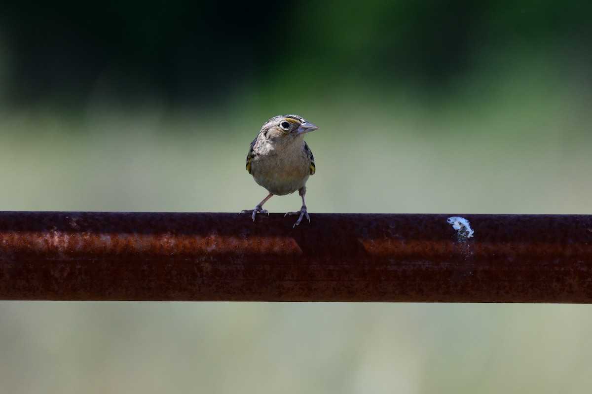 Grasshopper Sparrow - ML635121120