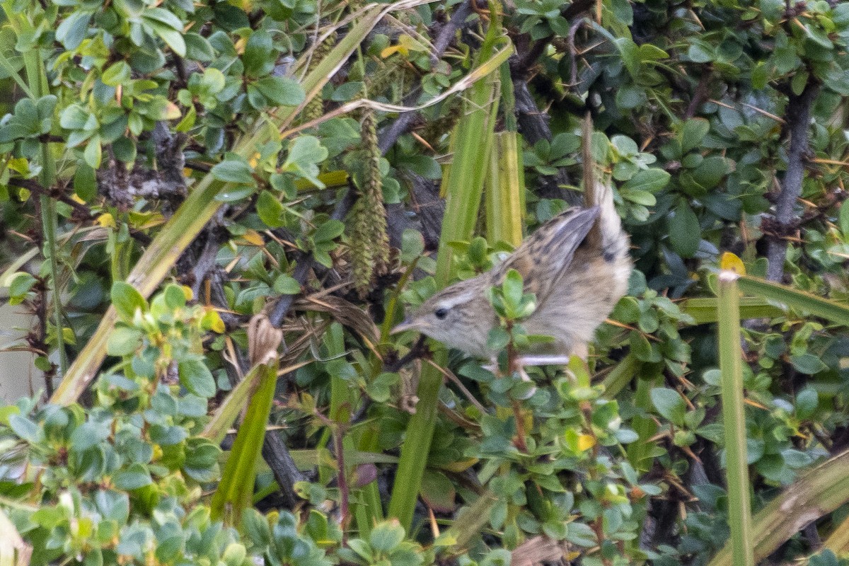 Grass Wren (Austral) - ML635121126