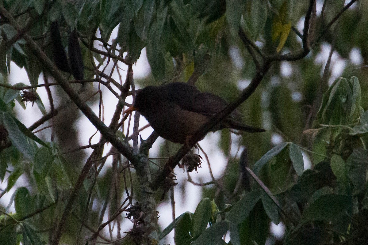 Abyssinian Thrush - ML635121128