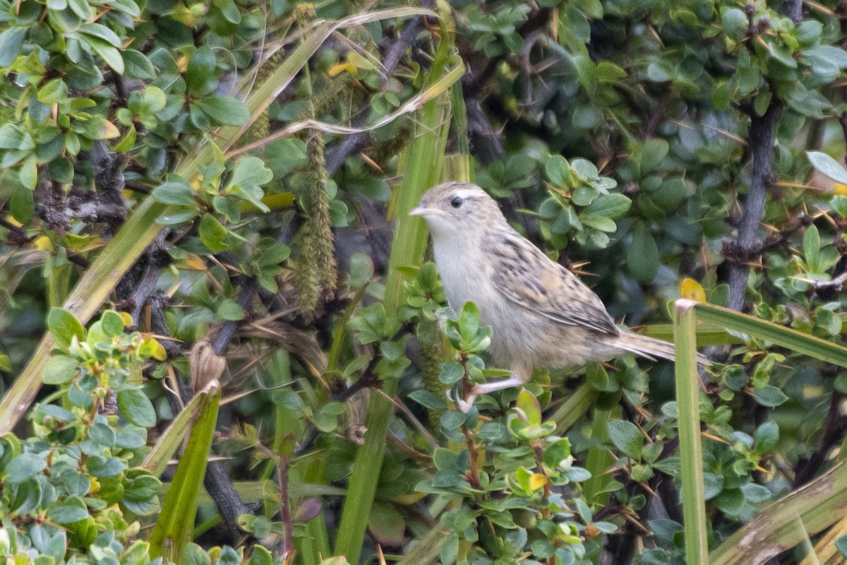 Grass Wren (Austral) - ML635121129