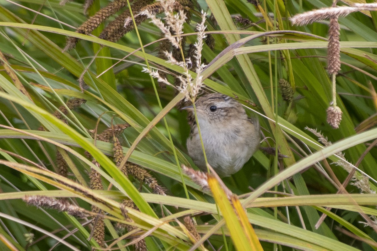 Grass Wren (Austral) - ML635121130