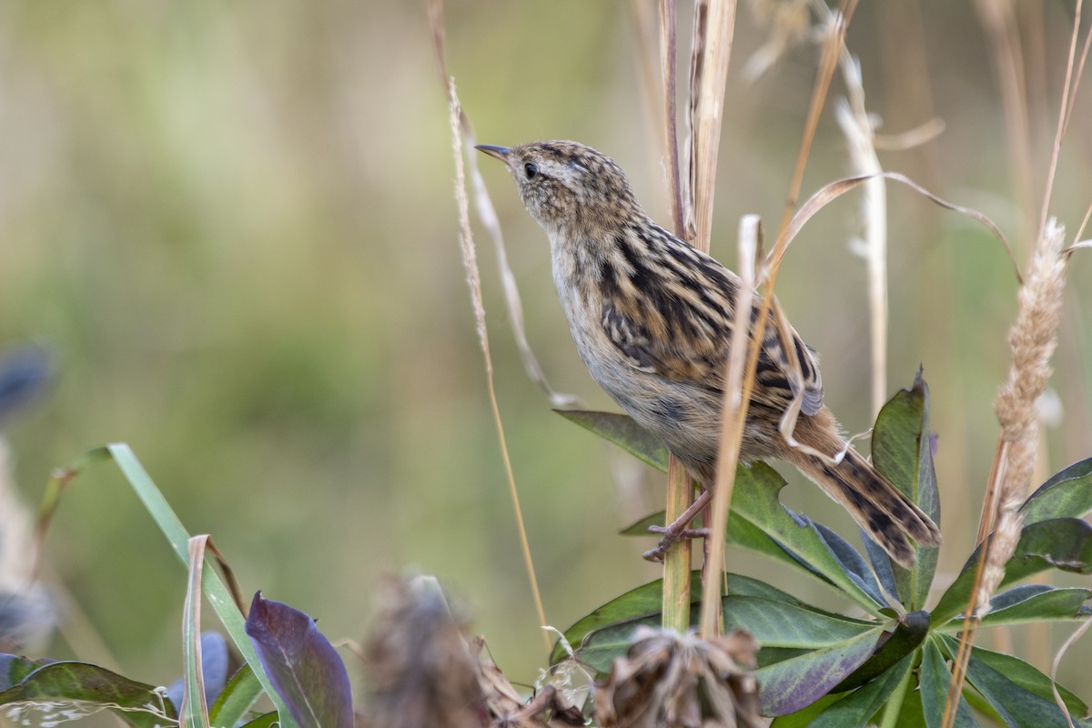 Grass Wren (Austral) - ML635121131