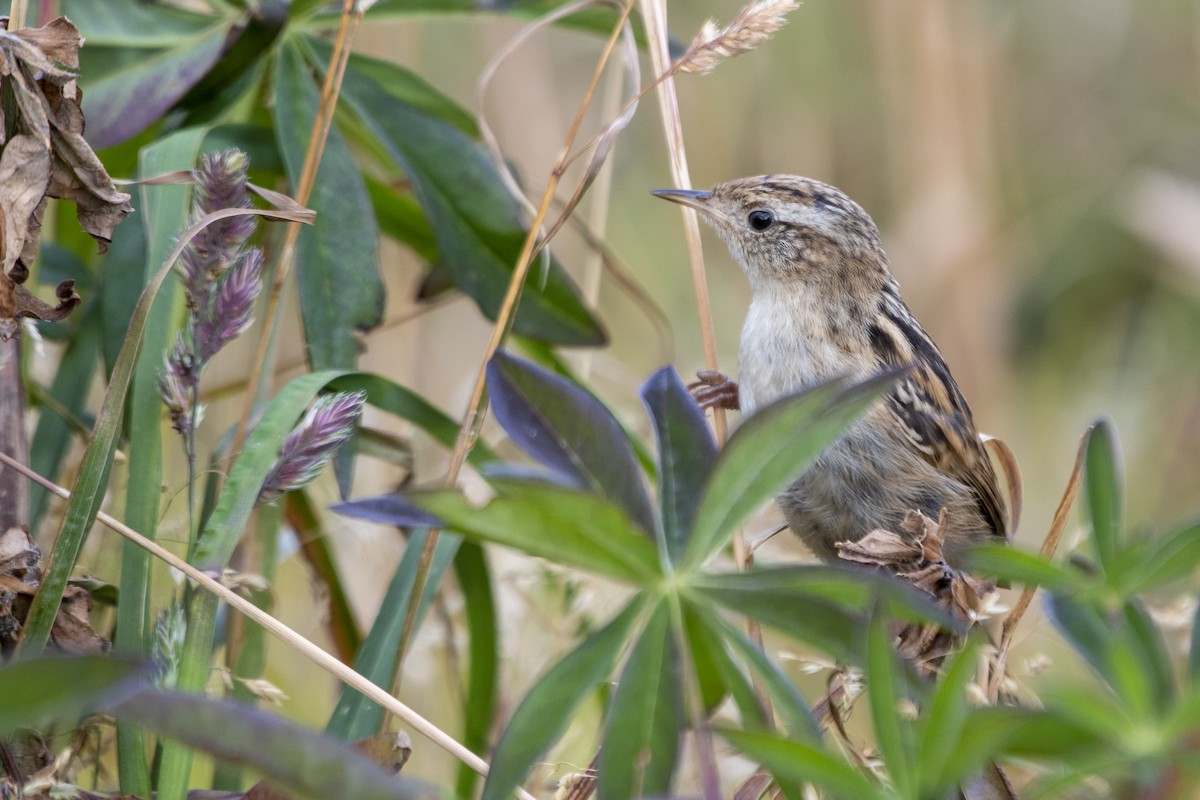 Grass Wren (Austral) - ML635121133