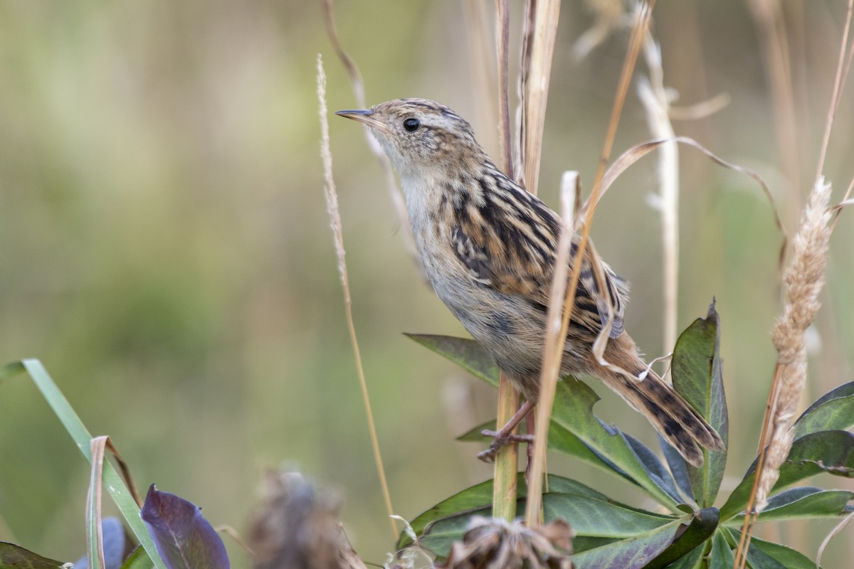Grass Wren (Austral) - ML635121134