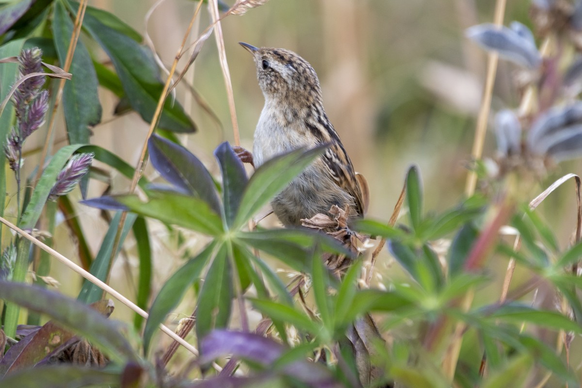 Grass Wren (Austral) - ML635121135