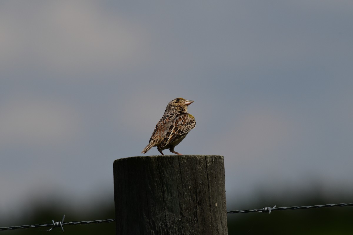 Grasshopper Sparrow - ML635121188