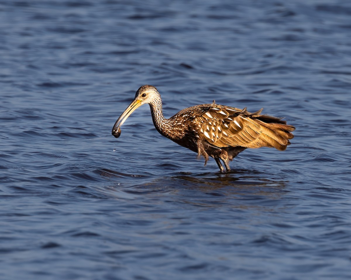 Limpkin - ML635121432