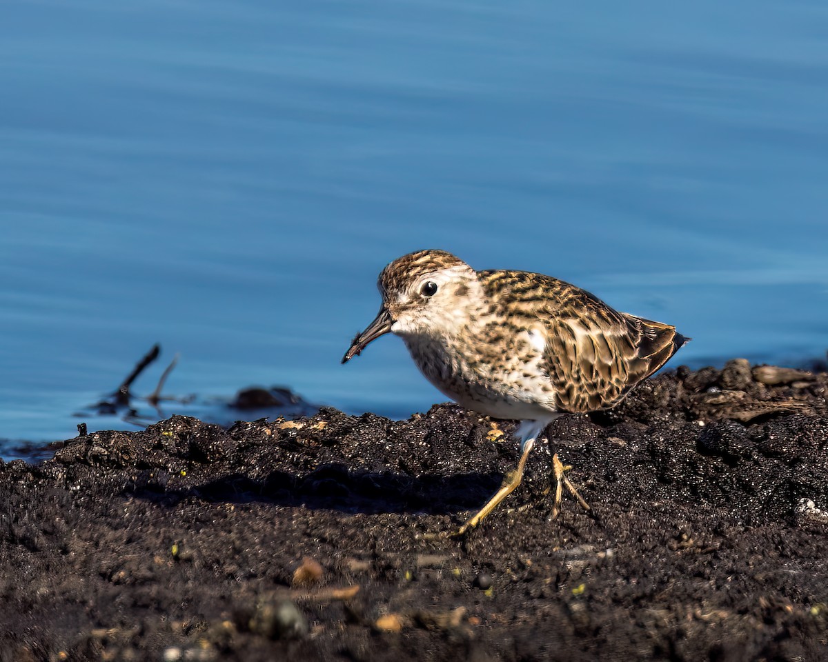 Least Sandpiper - ML635121439