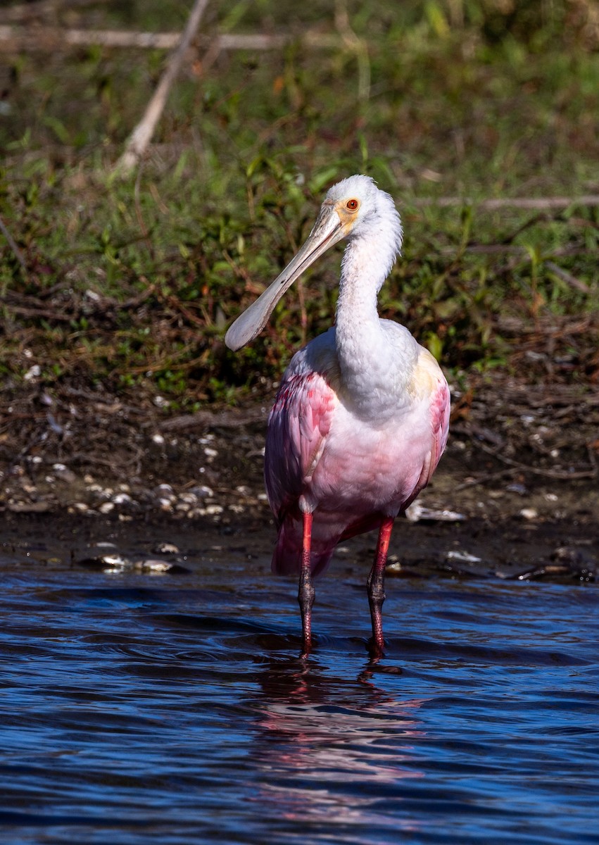 Roseate Spoonbill - ML635121450
