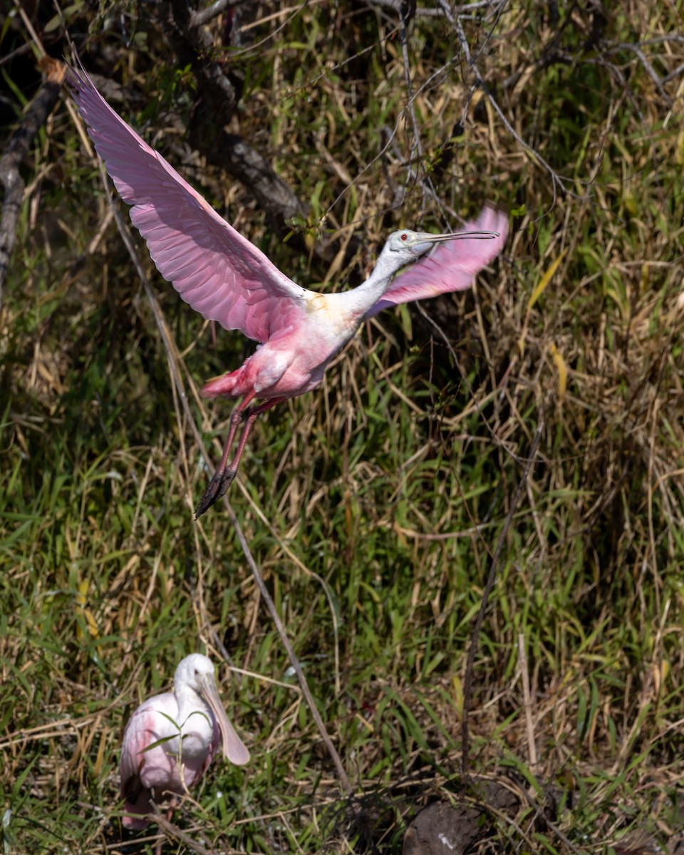 Roseate Spoonbill - ML635121451