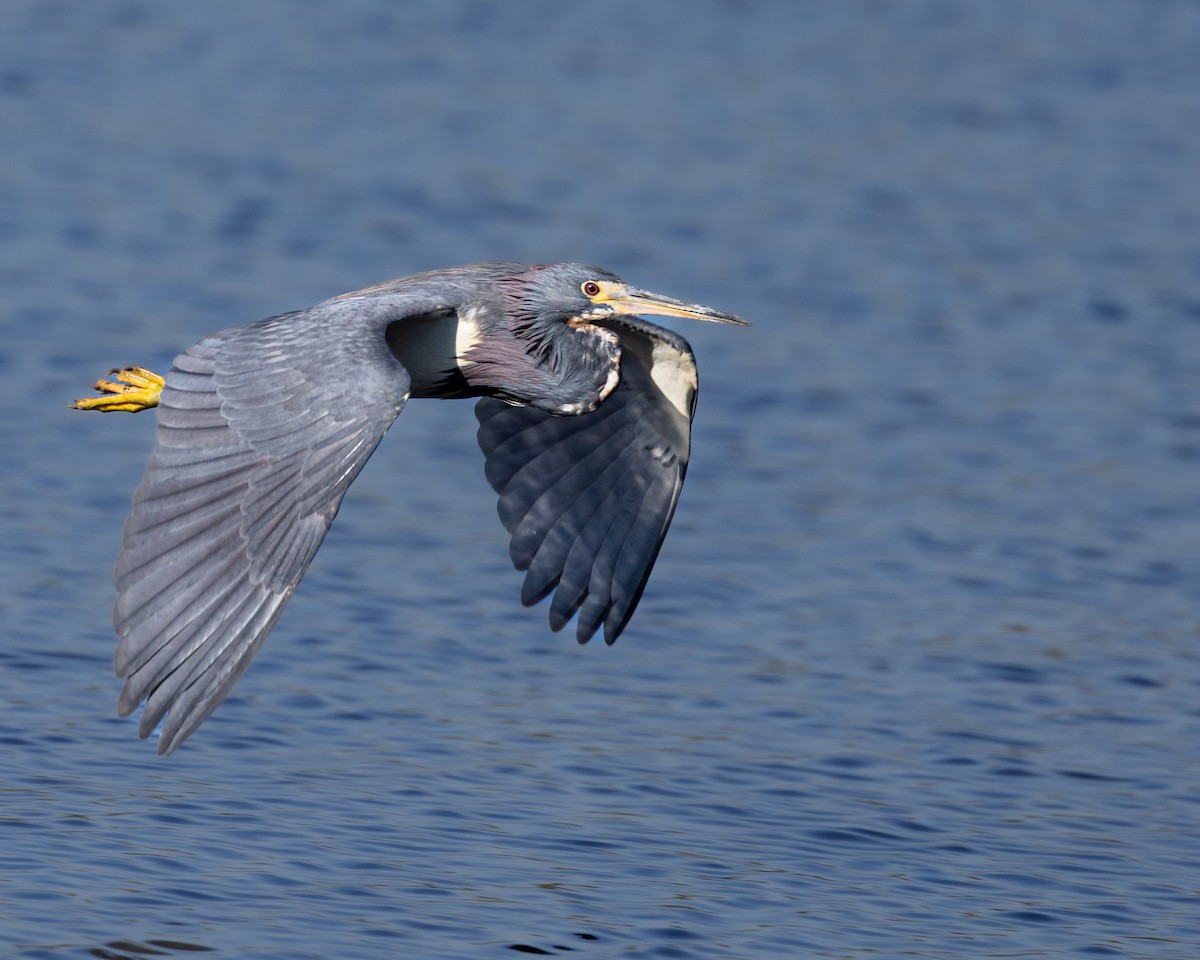 Tricolored Heron - ML635121472