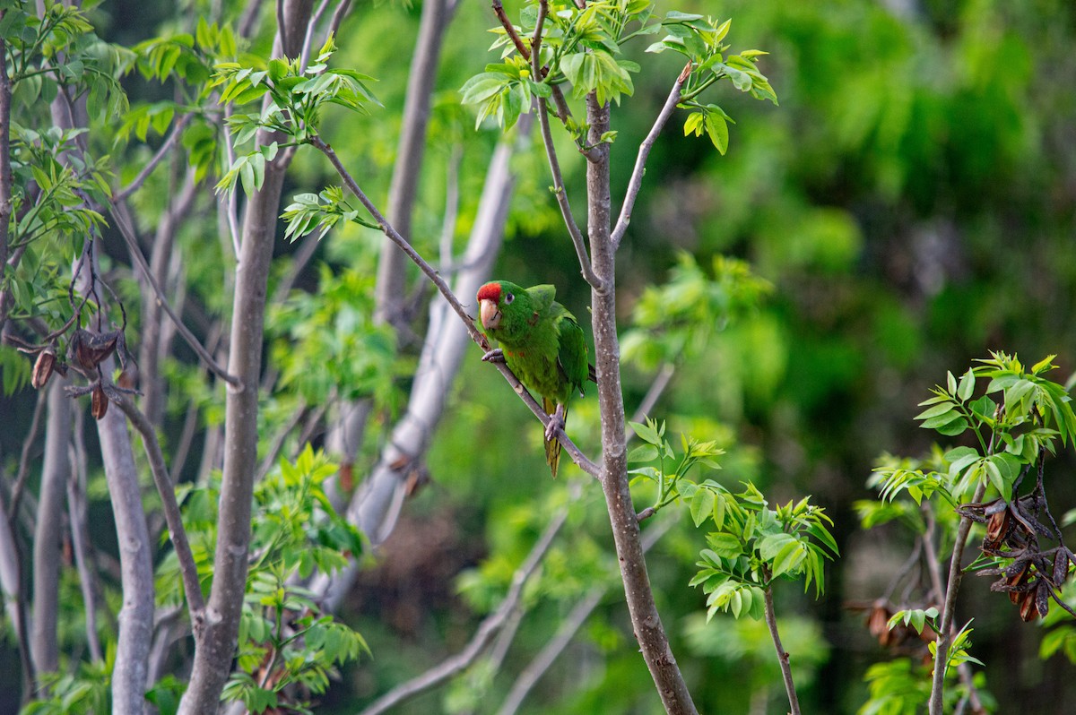 Scarlet-fronted Parakeet - ML635121532