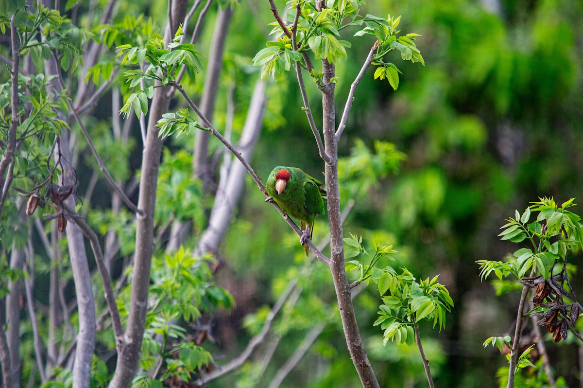 Scarlet-fronted Parakeet - ML635121533