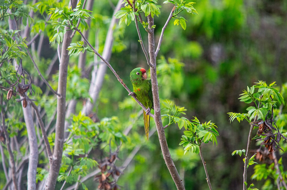 Scarlet-fronted Parakeet - ML635121534
