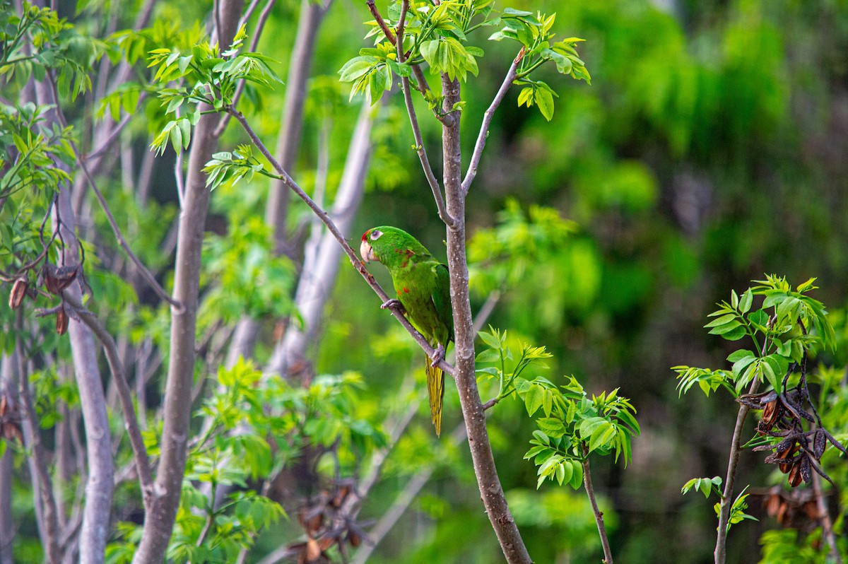 Scarlet-fronted Parakeet - ML635121535