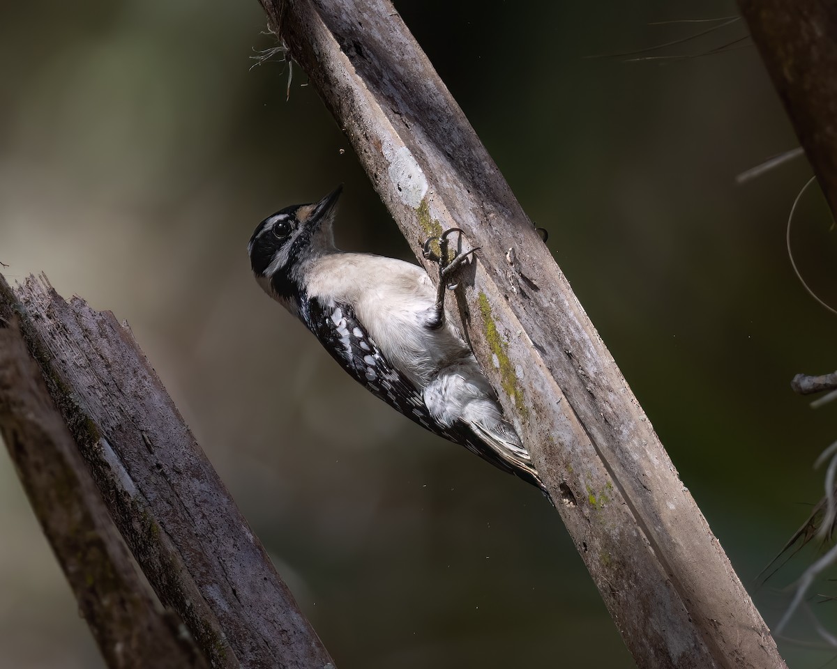 Downy Woodpecker - ML635121539