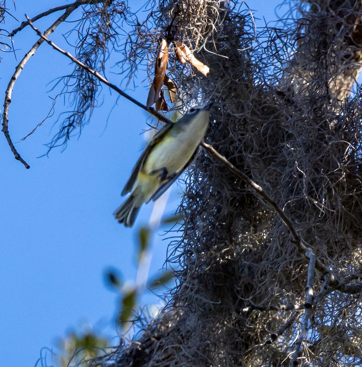 Blue-headed Vireo - ML635121549