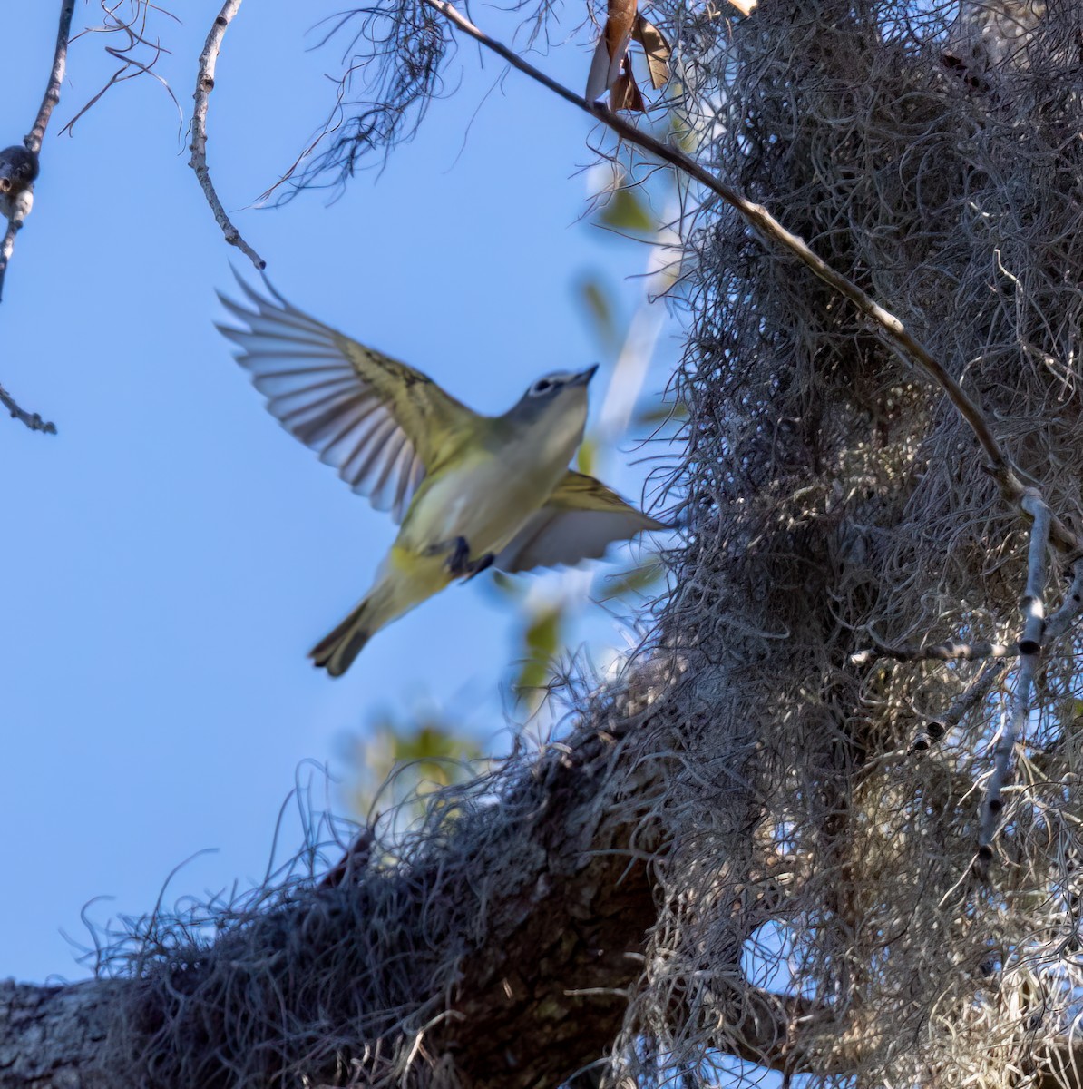 Blue-headed Vireo - ML635121550