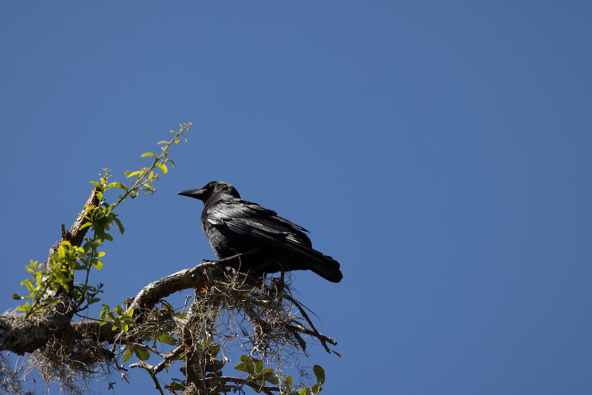 American Crow - ML635121570