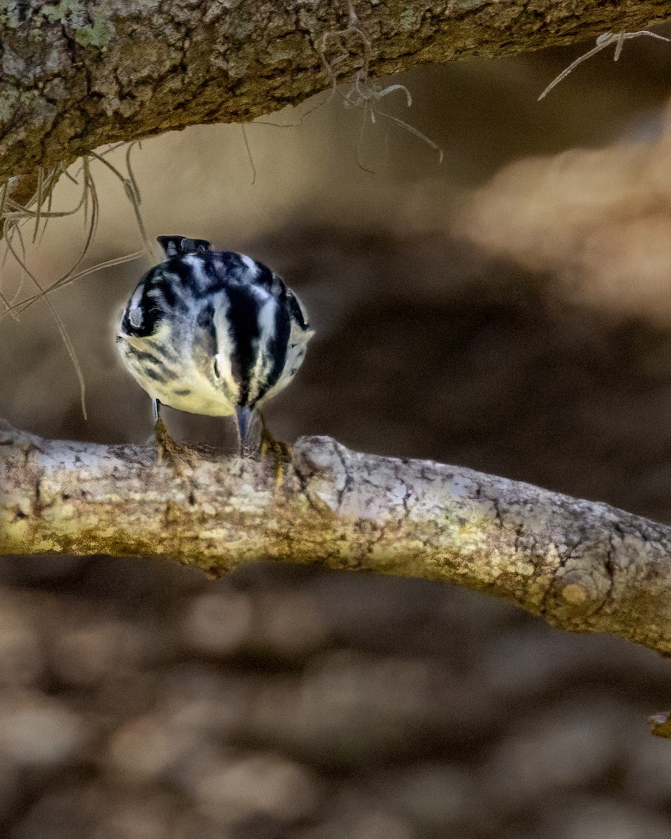 Black-and-white Warbler - ML635121584
