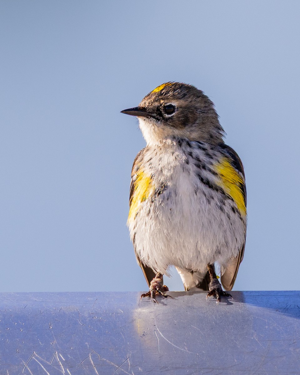 Yellow-rumped Warbler - ML635121609