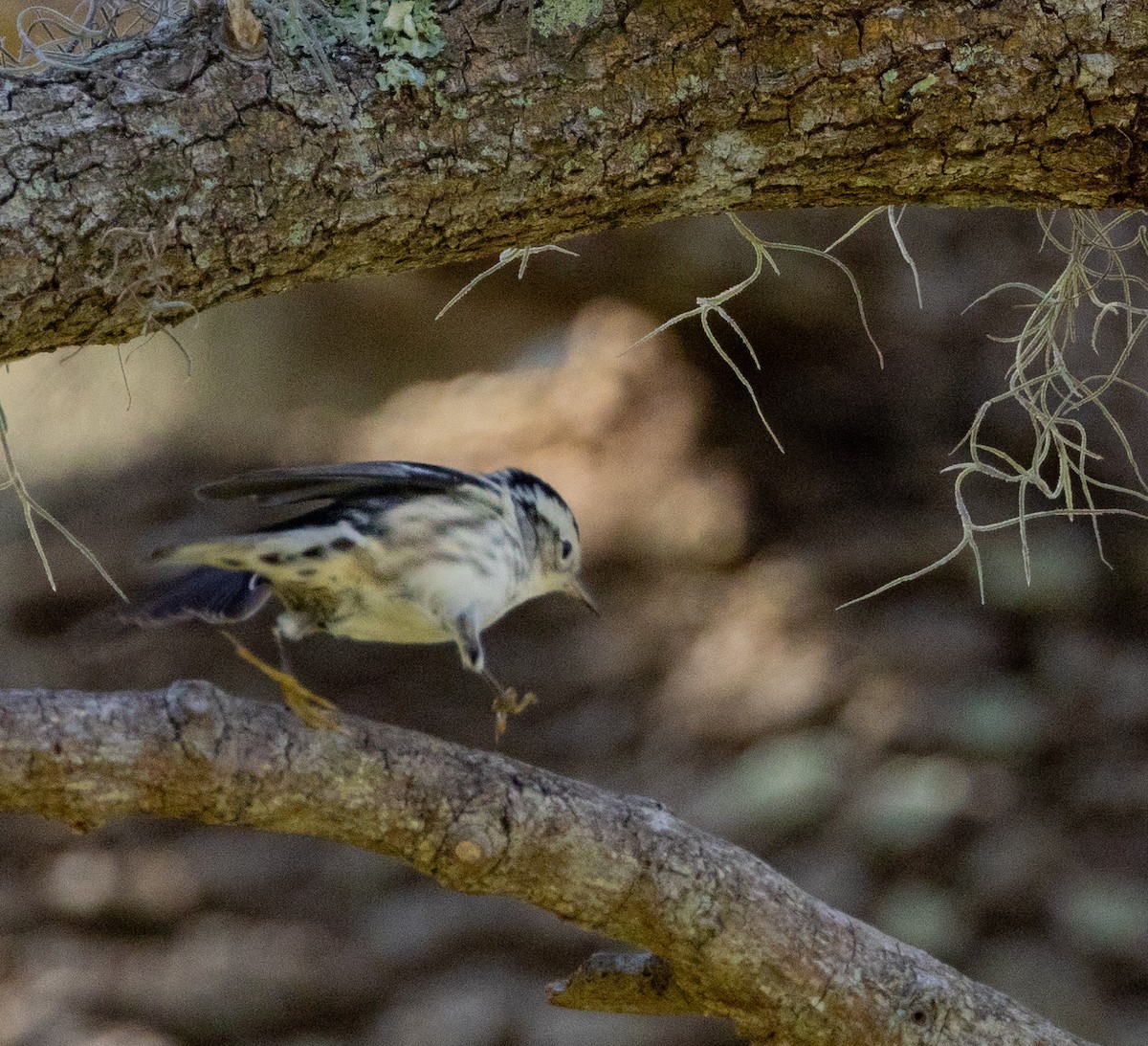 Yellow-rumped Warbler - ML635121610