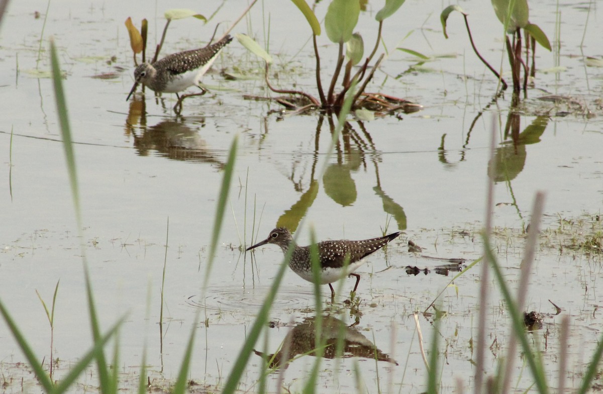 Solitary Sandpiper - ML635121613