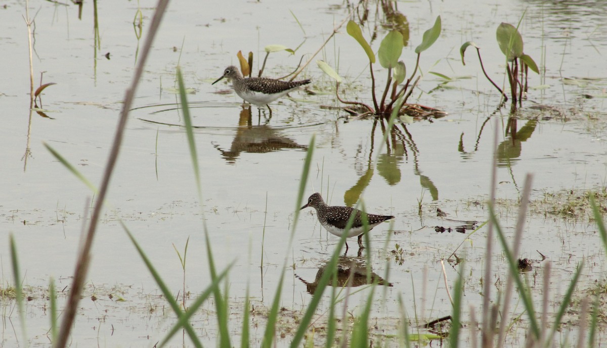 Solitary Sandpiper - ML635121614