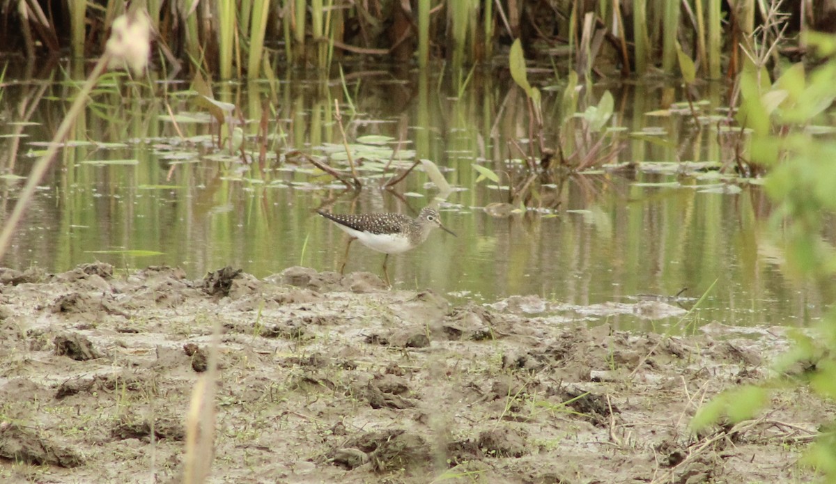 Solitary Sandpiper - ML635121616