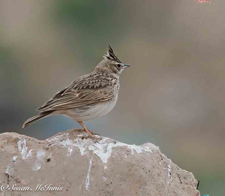 Crested Lark (Crested) - ML635121645