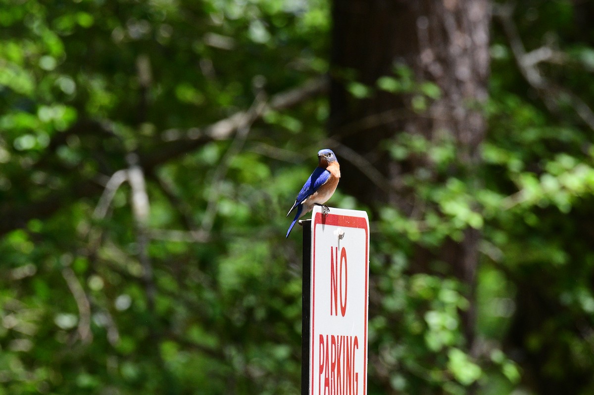Eastern Bluebird - ML635121871