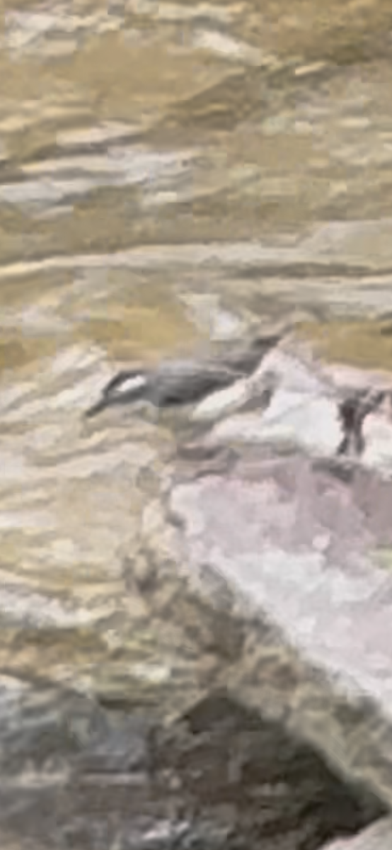 Louisiana Waterthrush - ML635121889