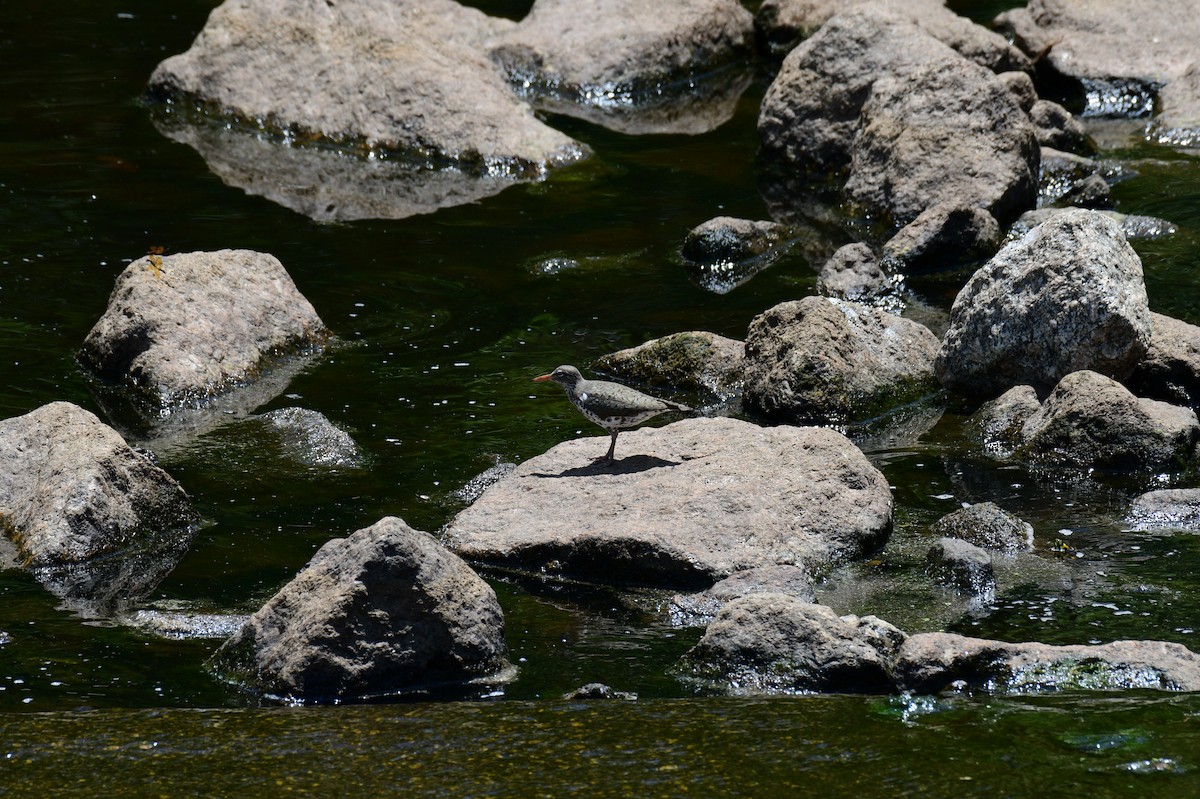Spotted Sandpiper - ML635121919
