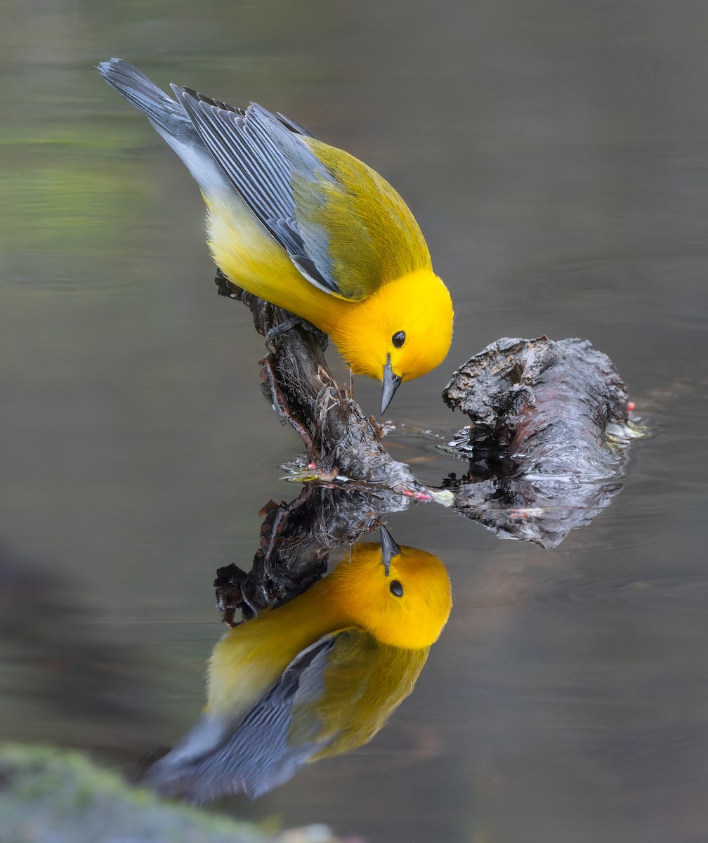 Prothonotary Warbler - ML635121934
