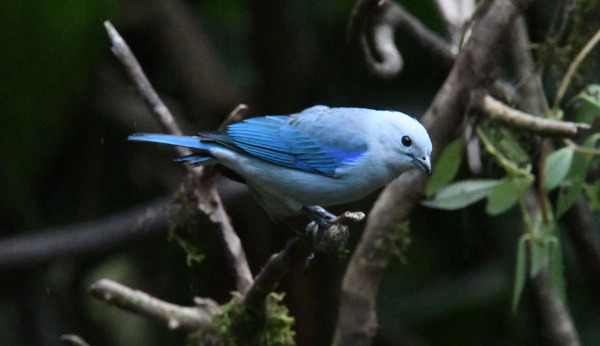 Blue-gray Tanager - ML635121987