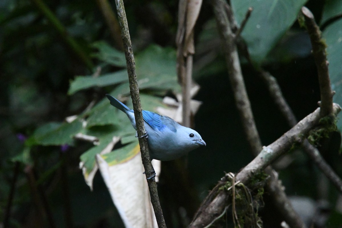 Blue-gray Tanager - ML635121988