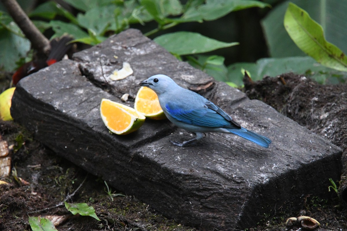 Blue-gray Tanager - ML635121989