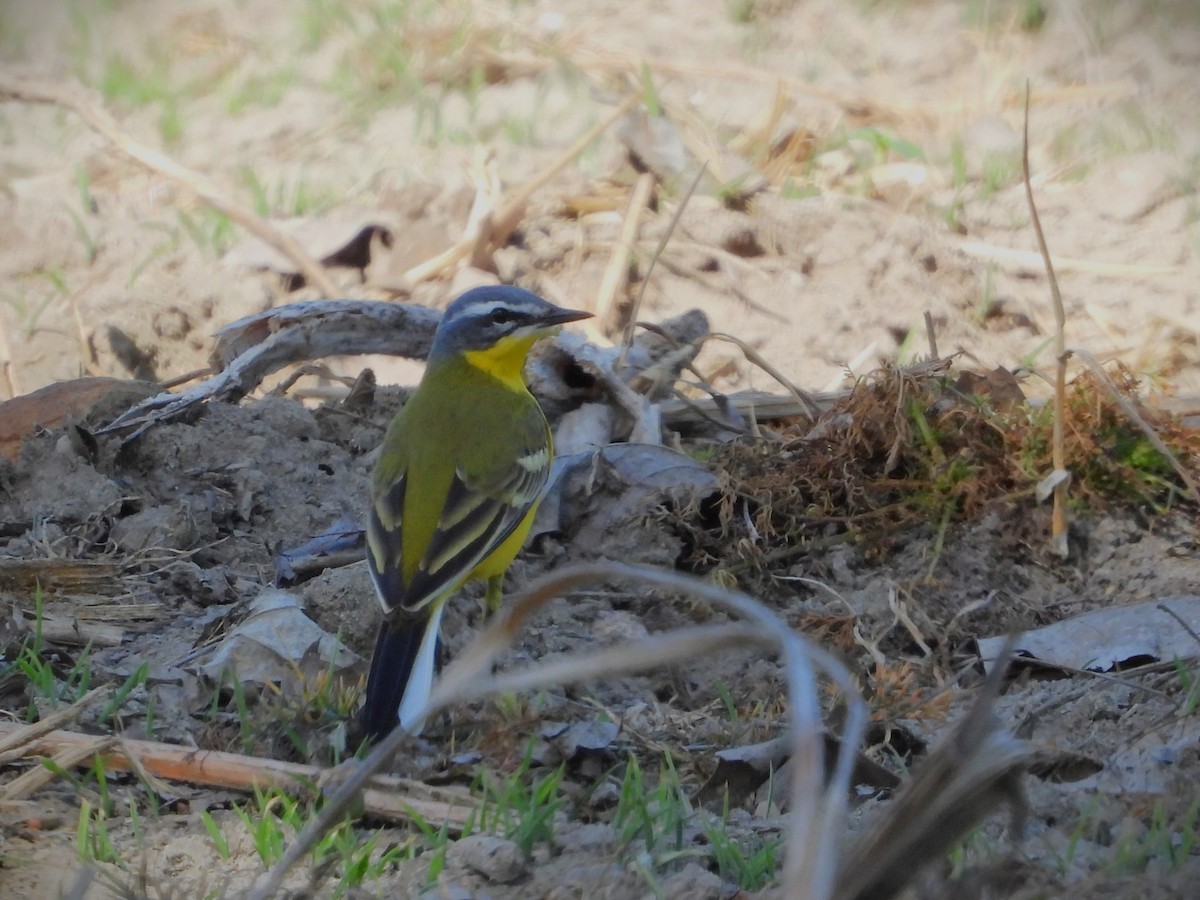 Western Yellow Wagtail (flava) - ML635122009