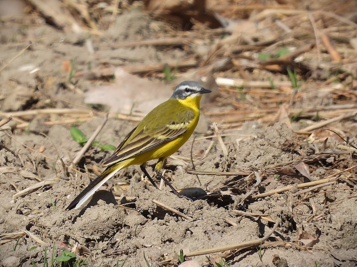 Western Yellow Wagtail (flava) - ML635122011