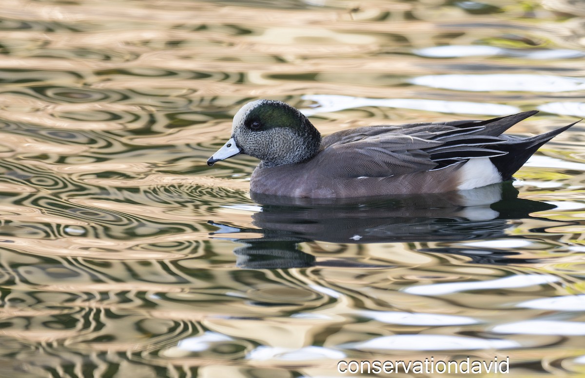Ruddy Duck - ML635122109