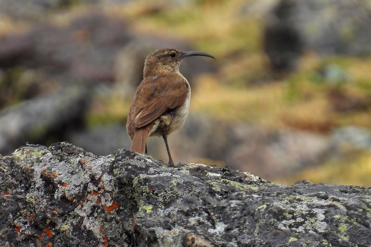 Buff-breasted Earthcreeper - ML635122113
