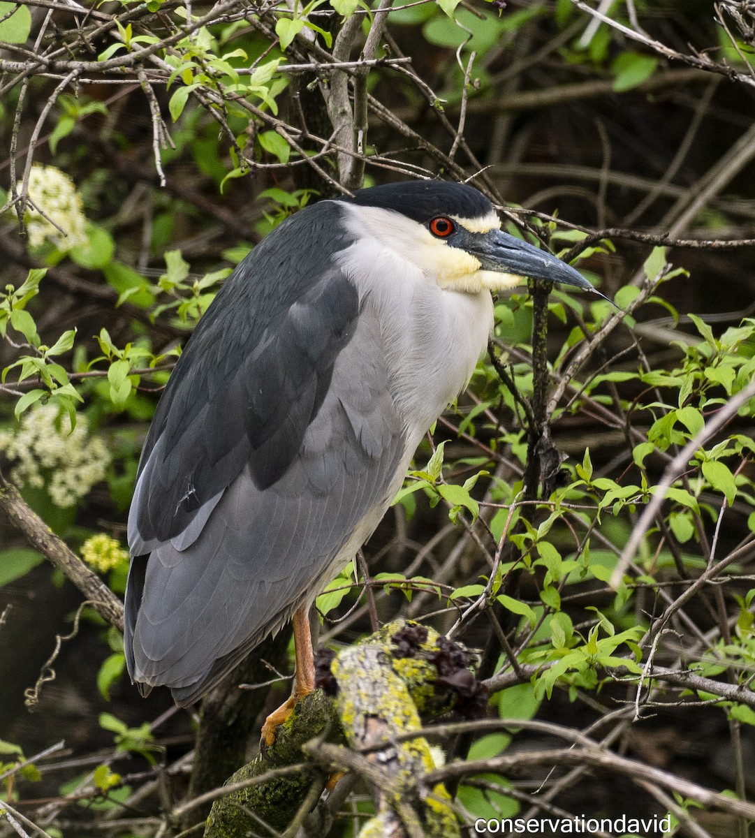 夜鷺 - ML635122134