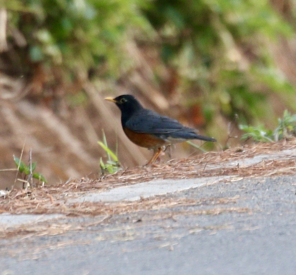 Black-breasted Thrush - ML635122137