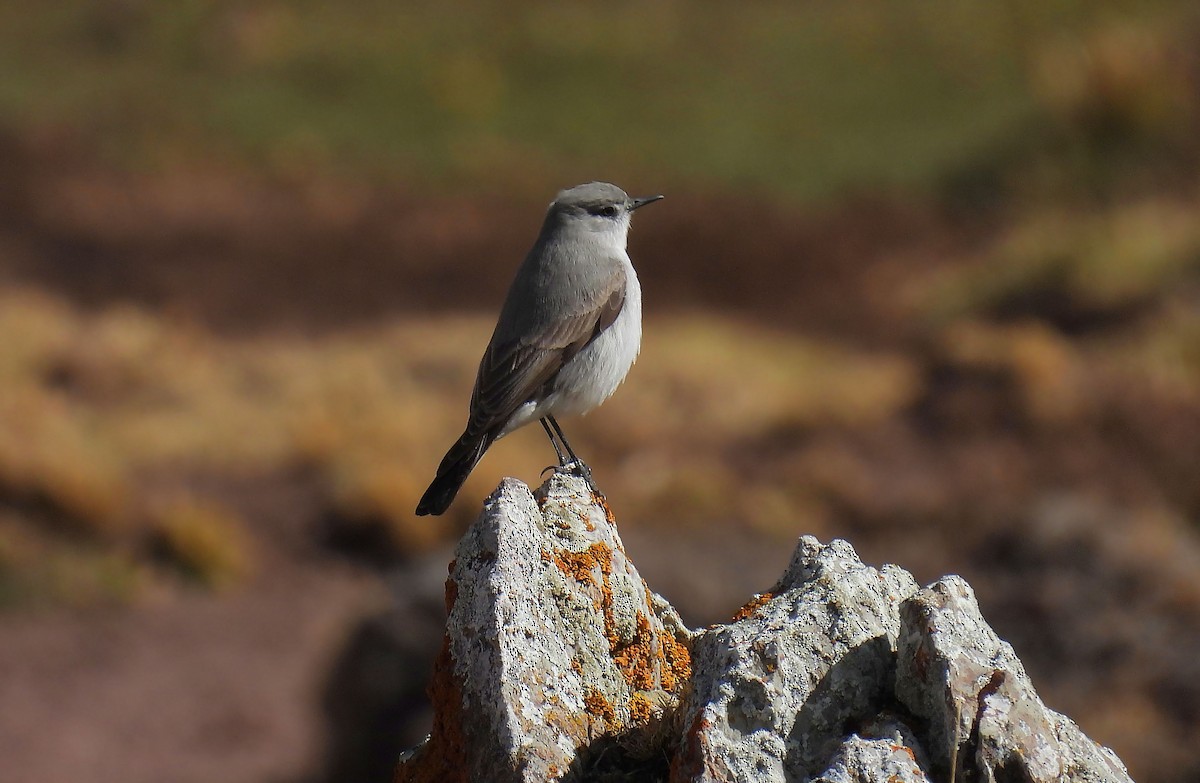 Cinereous Ground-Tyrant - ML635122165