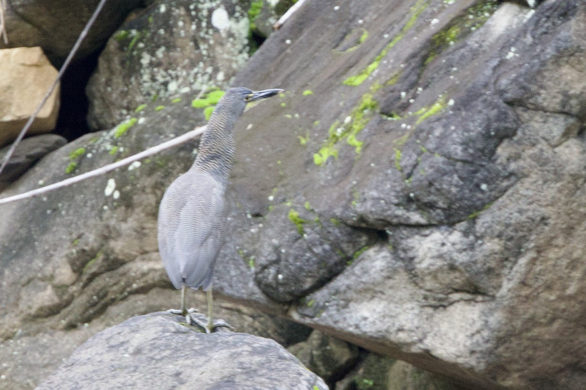 Fasciated Tiger-Heron - ML635122175