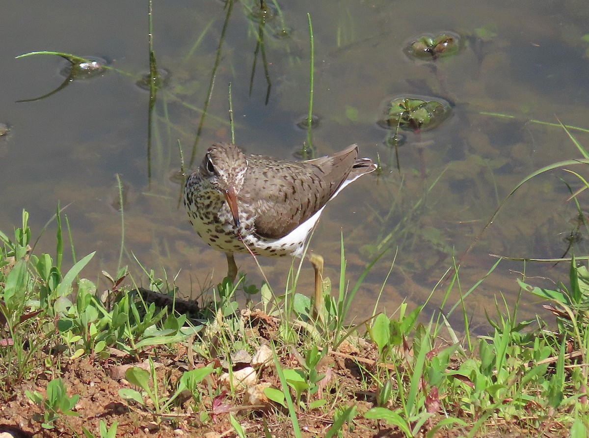 Piro piro macchiato - ML635122178