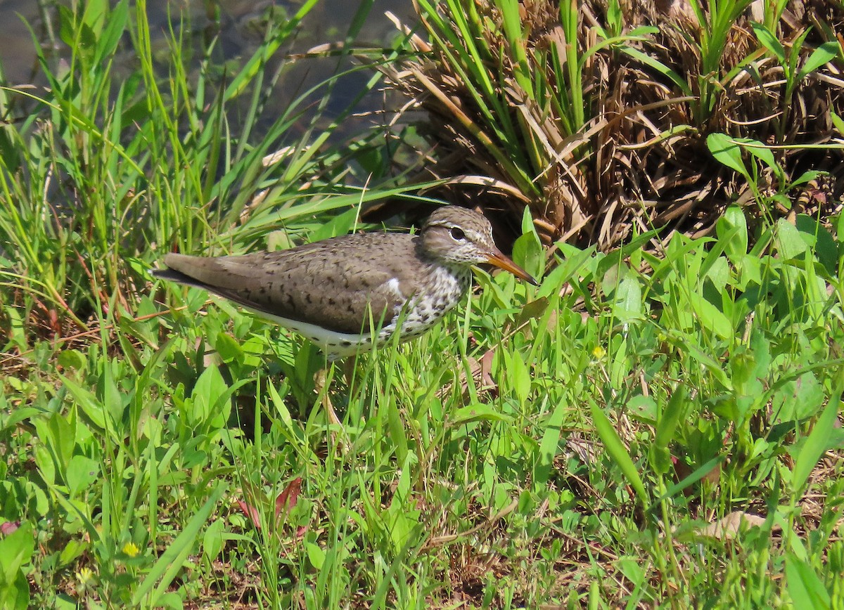 Piro piro macchiato - ML635122179