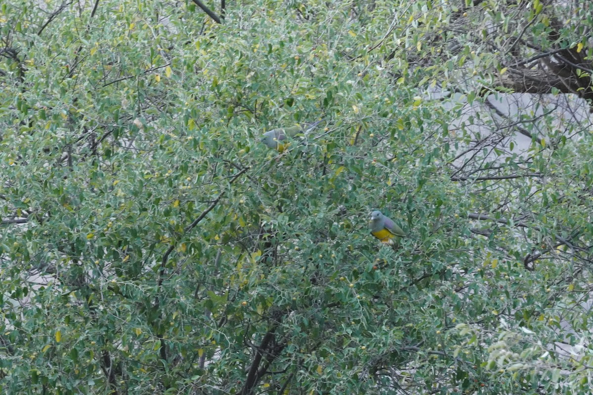 Bruce's Green-Pigeon - ML635122197