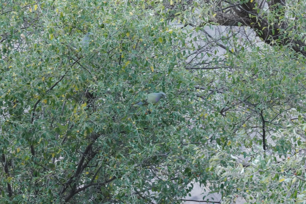 Bruce's Green-Pigeon - ML635122204