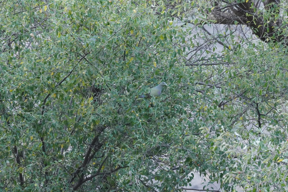 Bruce's Green-Pigeon - ML635122205